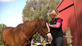 How to fit a browband to your horse brought to you by Melody from Magic Browbands [upl. by Natica]