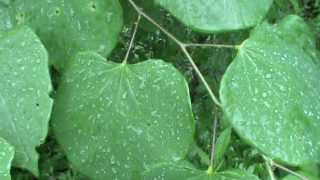 Redbud  Eastern Redbud  Cercis canadensis  How to grow Redbud  redbud [upl. by Godfrey]