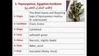 Prelab Hyoscyamus muticus [upl. by Repsac]