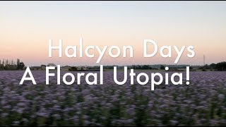 Halycon days a floral Utopia [upl. by Elegna431]