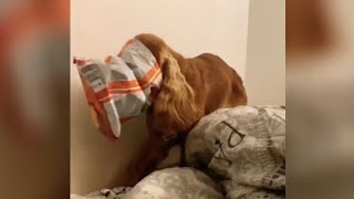 Ultimate Funny Dog Videos Adorable Dogs 2023 Compilation [upl. by Mitchiner]