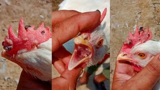 Fowl Pox Sings Prevention Causes Diagnosis Treatment and Vaccine in Chickens and Turkey Poultry [upl. by Euton]