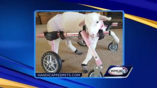 Amherst company seeks votes for cutest handicapped pets [upl. by Tompkins539]