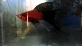 Red wag lyretail swordtail [upl. by Narrat]