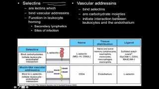 Immunology innate immunity the Cell Adhesion Molecules [upl. by Idnod]