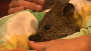 Quokka segment  All About Animals TV Showwmv [upl. by Enyrhtac]