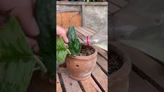 HOW TO WATER SILVER SATIN POTHOS plants shorts [upl. by Imhsar]