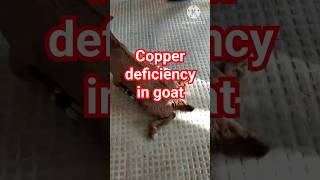 Copper Deficiency in Goat  Swayback  Enzootic Ataxia  Posterior paralysis [upl. by Surtemed]