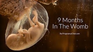 9 Months In The Womb A Remarkable Look At Fetal Development Through Ultrasound By PregnancyChatcom [upl. by Mcallister826]