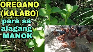 OREGANO KALABO PARA SA ALAGANG MANOK [upl. by Attenaz509]