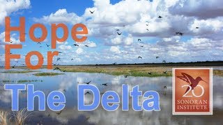 Hope for the Colorado River Delta  Full Version [upl. by Blader692]