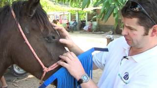 Your Fly Fringes making a difference to Honduran Cart Horses [upl. by Reivilo]