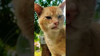 Old cat meowing  cats thanks expression shorts catsvideo [upl. by Liemaj298]