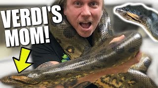 MEETING MY ANACONDAS MOM And RAREST SNAKES IN THE WORLD  BRIAN BARCZYK [upl. by Kopple]