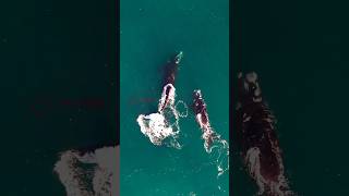 Junio 2024 Las Grutas patagoniaargentina tendencia droneshot drone fly nature travel [upl. by Kermie]