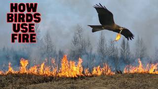 This Bird From Australia Commits Arson [upl. by Mcnutt]