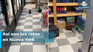 Confunden a rata gigante con perro en Nueva York [upl. by Coray390]