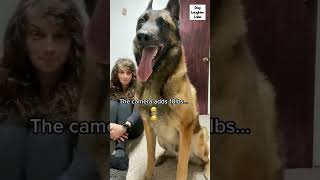 Funny dog Video 2024  Cute Dog Video viral shorts funnydogs germanshepherd cutedog husky [upl. by Elleynad]