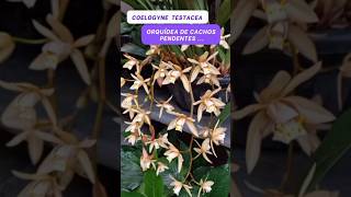 ORQUÍDEA QUE FLORESCE MUITO  Coelogyne Testacea [upl. by Robet600]