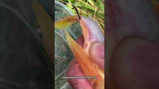 Breeding a goldfish with a rosy red minnow fyp shorts fish goldfish hybrid [upl. by Caesaria]