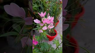 ना स्पाइडर प्लांट और ना ही स्पाइडर लिली बल्कि ये है असली spider flower  Cleome spinosa [upl. by Araldo894]