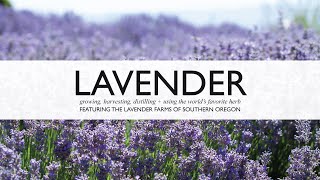 Lavender Documentary Film  Learn to Grow Harvest Propagate and Distill Lavender Essential Oil [upl. by Leafar]