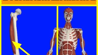 Vastus Lateralis The Complete Anatomy Guide [upl. by Asserac218]