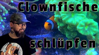 Clownfische schlüpfen  Ihr seid dabei [upl. by Wunder]