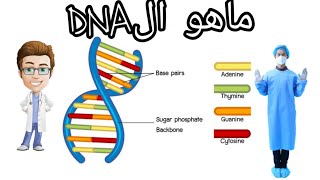 بيولوجيا الخلية  هيكل وتنظيم الحمض النووي 🧬  Biology  DNA Structure amp Organization [upl. by Nitsuga]