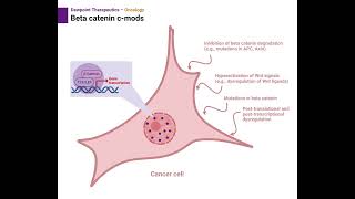 Beta catenin condensate modulators [upl. by Goodyear]
