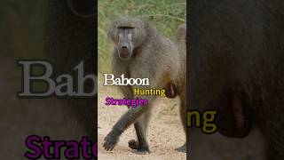 Baboon Hunting Strategies  How Baboons Hunt and Protect Themselves nature baboon [upl. by Merrily]