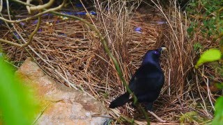 Satin Bowerbird Ptilonorhynchus violaceus ♂ at his bower 6 [upl. by Itsyrk]