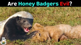 The Terrifying Truth About Honey Badgers [upl. by Vocaay]