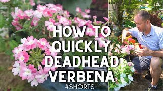 😊How to Quickly Deadhead Verbena ✂️ shorts verbena garden [upl. by Perle]