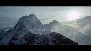 Our New Zealand Blackcurrant Story [upl. by Natam]