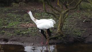 Siberian Crane  singing and dancing by Ani Male [upl. by Eciralc]