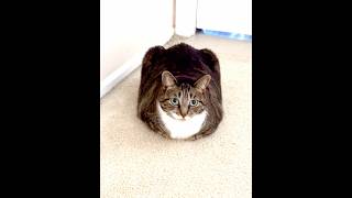 Loaf check  1010 cat cute catlover loafcheck [upl. by Morel]