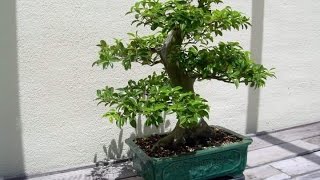 Grow Eugenia Uniflora From Cuttings [upl. by Adachi]