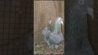 Kalojera Saharanpuri kabootarpigeonelover shortvairalvideo [upl. by Kelcy665]