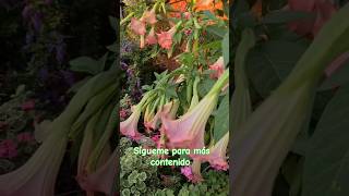 ¿Como se reproduce las plantas por esquejes quotSígueme floresferrera te enseño ✅🌷 [upl. by Bernete]