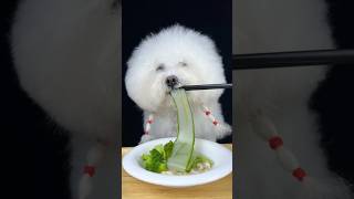 Can Pets Really Love Broccoli and Cucumber More Than Treats [upl. by Bois]