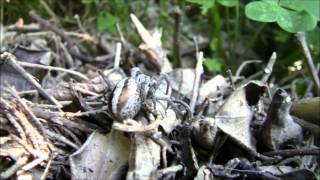 Stegodyphus lineatus quotAraña subsocial del desiertoquot [upl. by Jewel]