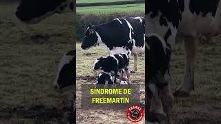 Becerros gemelos ¿Por qué algunos son fértiles y otros no ganado ganaderia agro freemartin [upl. by Azilanna]