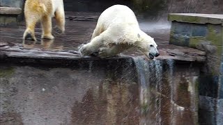 Eisbären Vilma und Fiete  Zoo Rostock bis 200 [upl. by Lihp970]