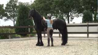 Friesian Stallion…SPECTACULAR dressage horse [upl. by Moulton]