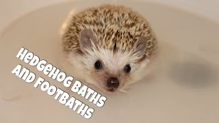 Hedgehog Care Baths and Footbaths 2014 [upl. by Lotta]