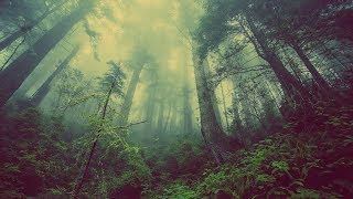 Sonidos de la naturaleza para dormir profundamente  Lluvia grillos ranas aves y ambientación [upl. by Gerardo51]