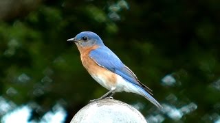 Eastern Bluebird Song FYV [upl. by Yhtomot452]