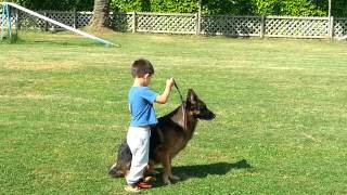 Pastor alemán entrenando con niño de 5 años [upl. by Mastat126]