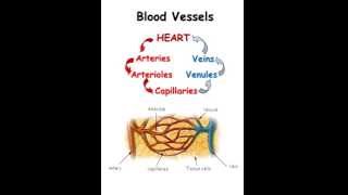 Circulatory System [upl. by Aamsa]